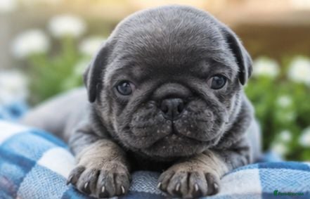 Pug dogs Exotic Pug puppies  - Advert 11
