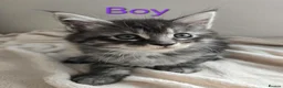 Maine Coon cats for sale: 7 Gorgeous Maine Coon kittens. - Advert 2