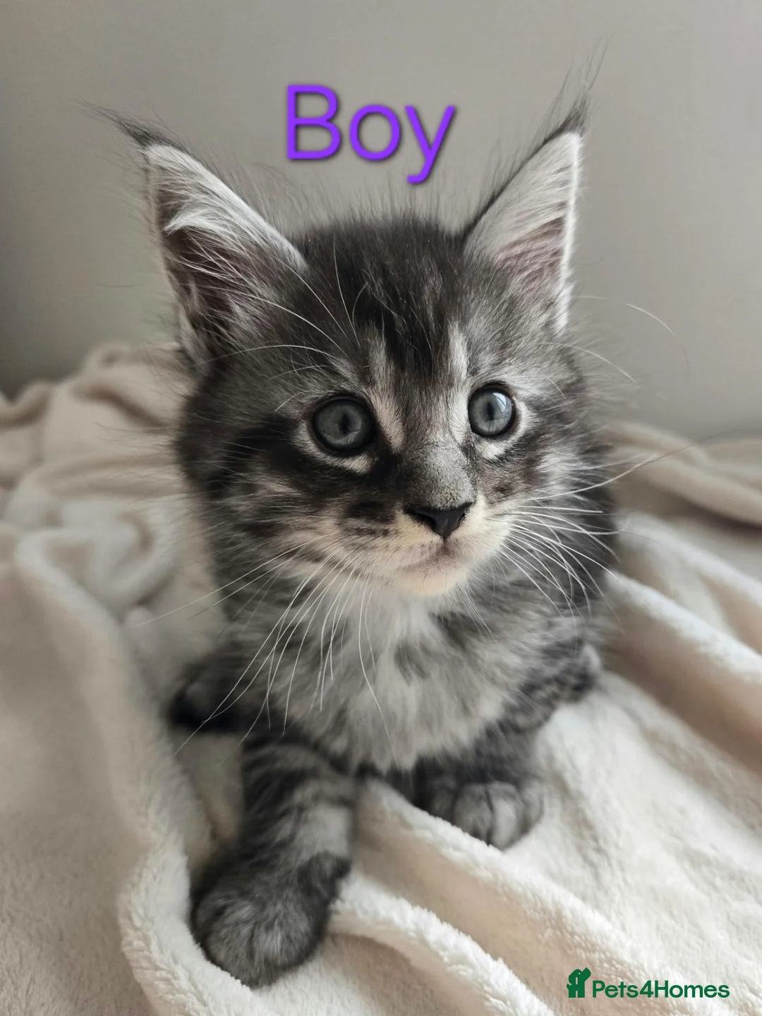 Maine Coon cats for sale: 7 Gorgeous Maine Coon kittens. - Advert 2
