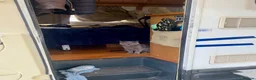 Mixed Breed cats for sale: Three Black British Shorthair Cross Kittens - Advert 5