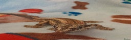 Gecko reptiles for sale: Male gargoyle gecko - Advert 1