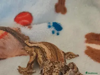 Gecko reptiles Male gargoyle gecko - Advert 22