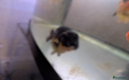 Fancy Goldfish fish for sale: 5 ranchu 1 fantail goldfish  - Image 6