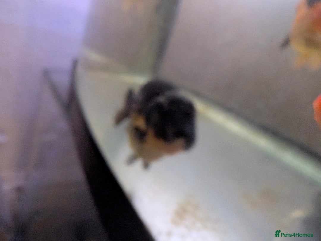 Fancy Goldfish fish for sale: 5 ranchu 1 fantail goldfish  - Image 6