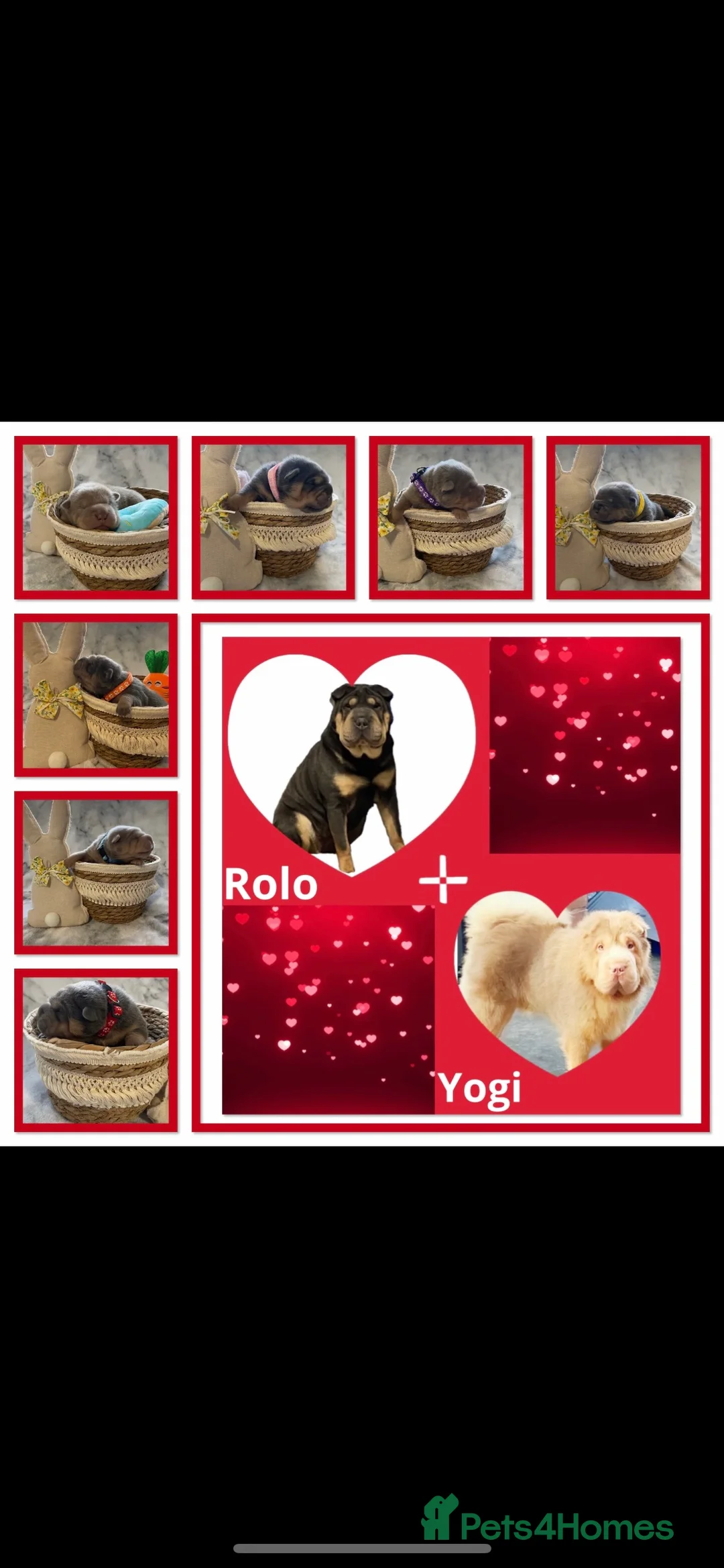 Shar Pei dogs for stud: kc reg health tested bva eye tested  in Sunderland - Advert 6