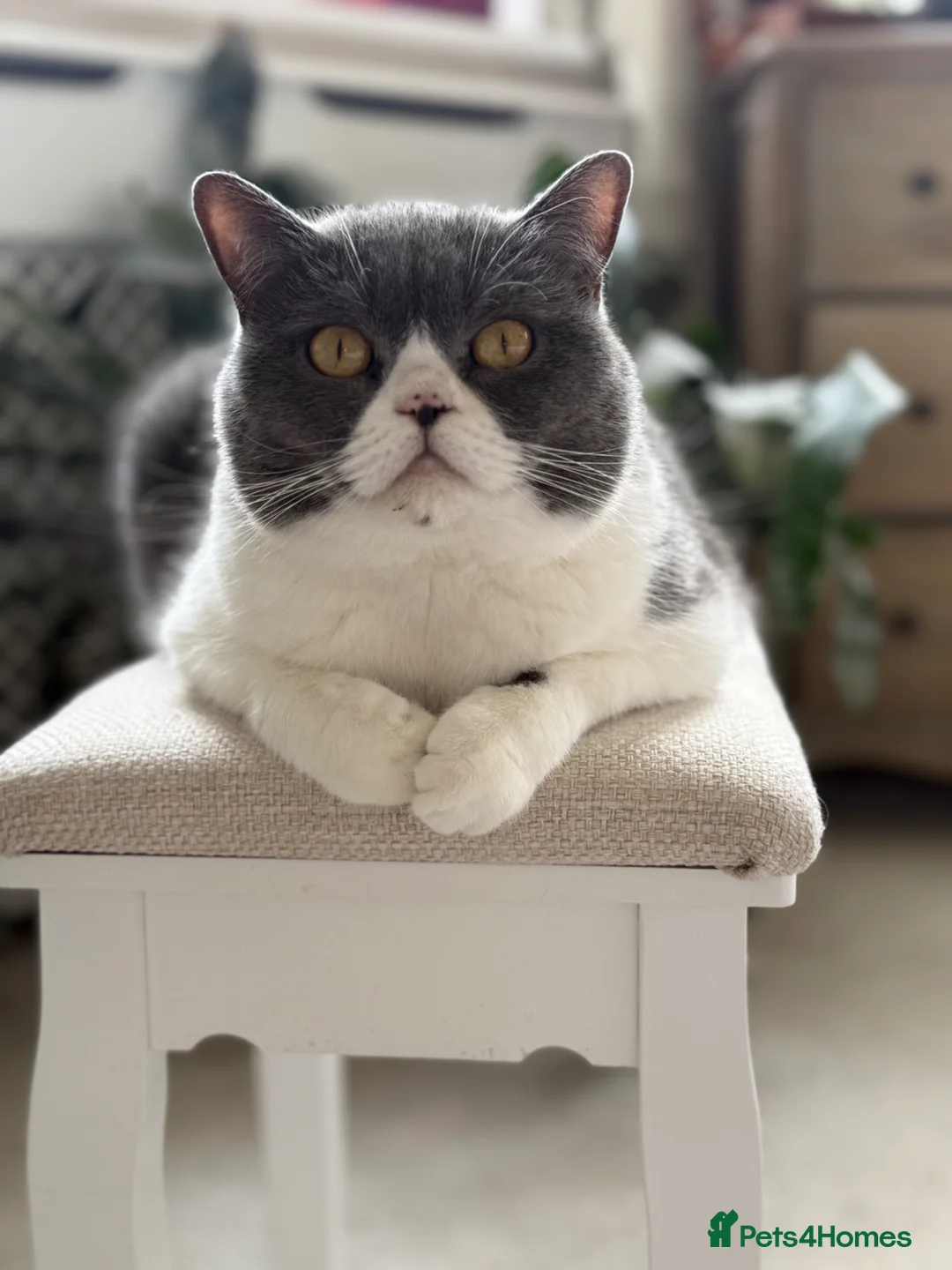 Scottish Fold cats for sale: Beloved Scottish Fold 5 years girl in Purley - Advert 4