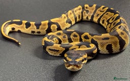 Python Snake reptiles for sale: Beautiful Ball Python Babies - Image 9