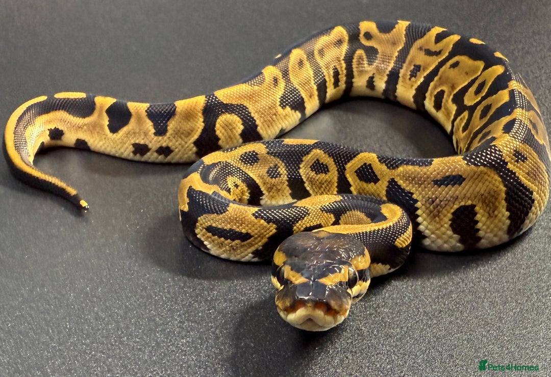 Python Snake reptiles for sale: Beautiful Ball Python Babies - Image 9