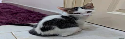 Mixed Breed cats for sale: Adorable & Extremely Affectionate Male Kittens - Advert 5