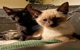 Bengal cats for sale: Part Snow Bengal Kitten - Image 3