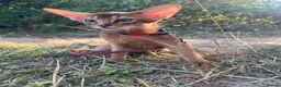 Abyssinian cats for sale: Adorable Abyssinian kittens - Advert 4