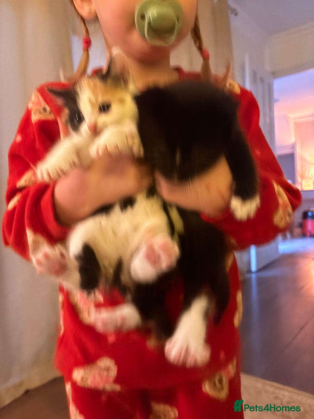 British Shorthair cats for sale: Beautiful kittens 3 girls 1 boy  - Advert 18