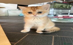 British Shorthair cats for sale: GCCF reg BSH Last Chocolate Golden Odd Eyes Female - Image 29