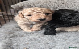 Toy Poodle dogs for sale: Toy poodles Genetic health tested  - Image 13
