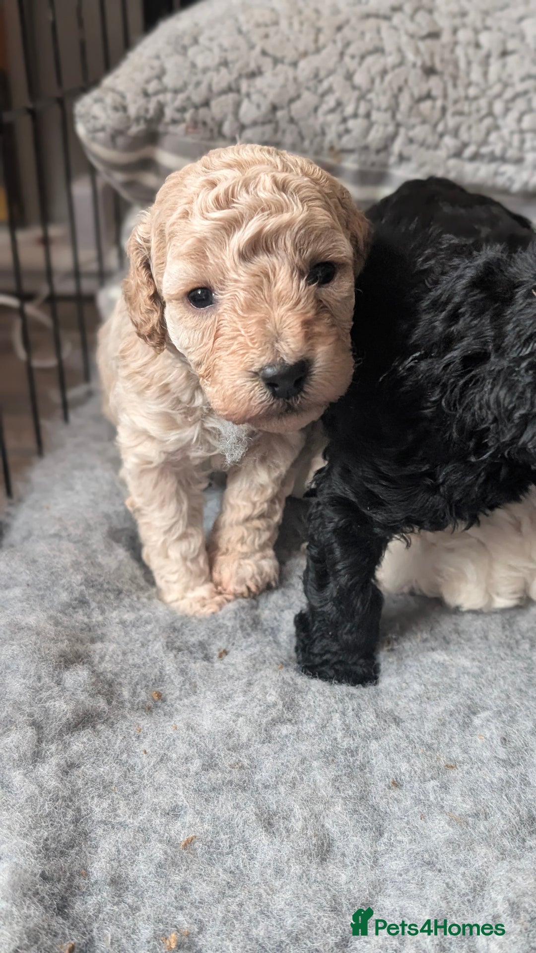 Toy Poodle dogs for sale: Toy poodles Genetic health tested  - Image 13