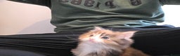 Maine Coon cats for sale:  TICA Blue eye Maine Coon Parents DNA tested - Advert 2