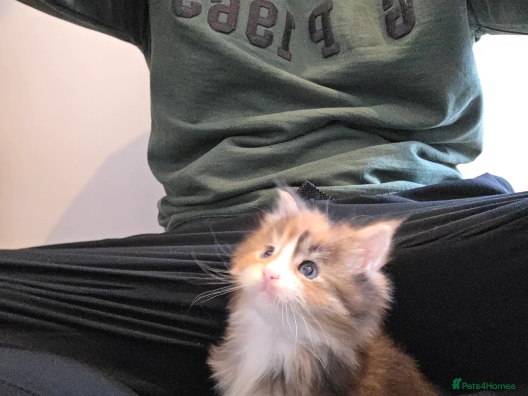 Maine Coon cats for sale: TICA Maine Coon DNA tested (last one left) - Advert 3