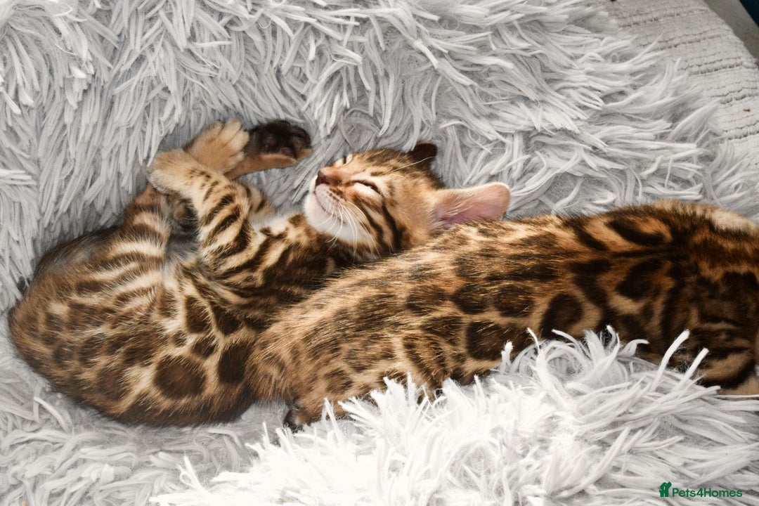Bengal cats for sale: Beautiful Bengal kittens  - Image 4