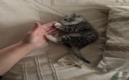 British Shorthair cats for sale: Beautiful lilac British shorthair X kittens - Image 16