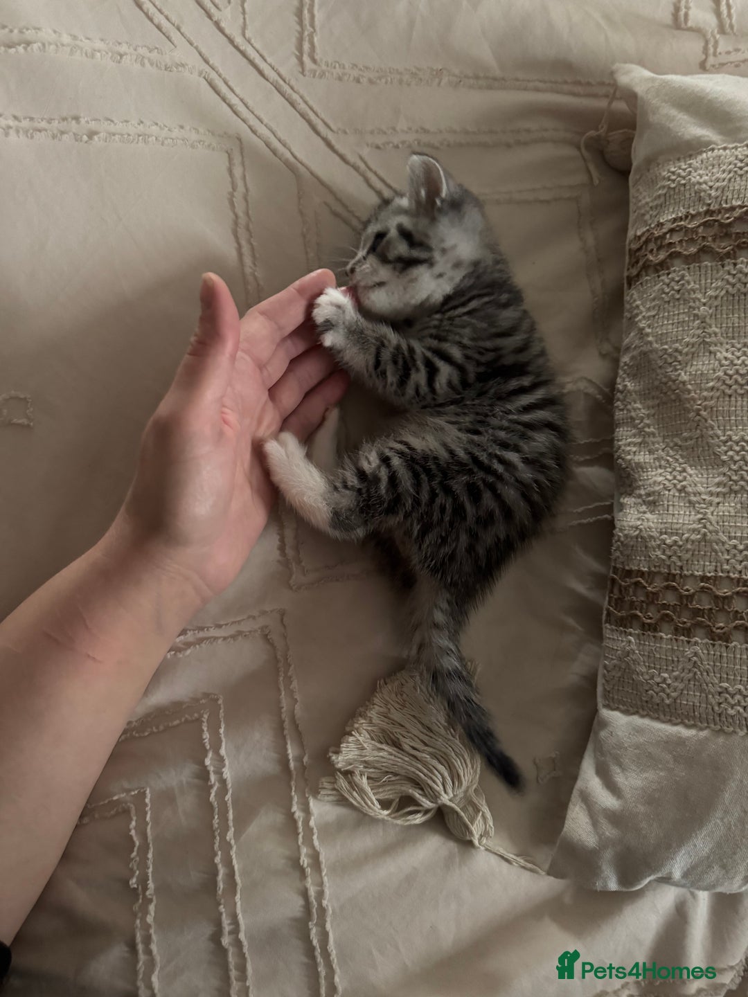 British Shorthair cats for sale: Beautiful lilac British shorthair X kittens - Image 16