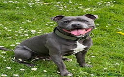 Staffordshire Bull Terrier dogs for sale: Last Stunning girl  - Image 9