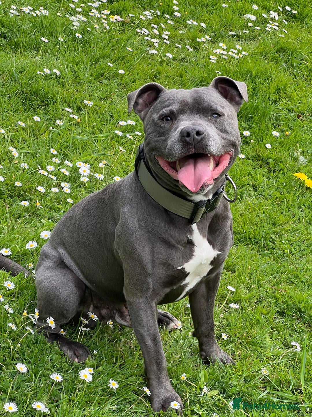 Staffordshire Bull Terrier dogs for sale: Last Stunning girl  - Image 9