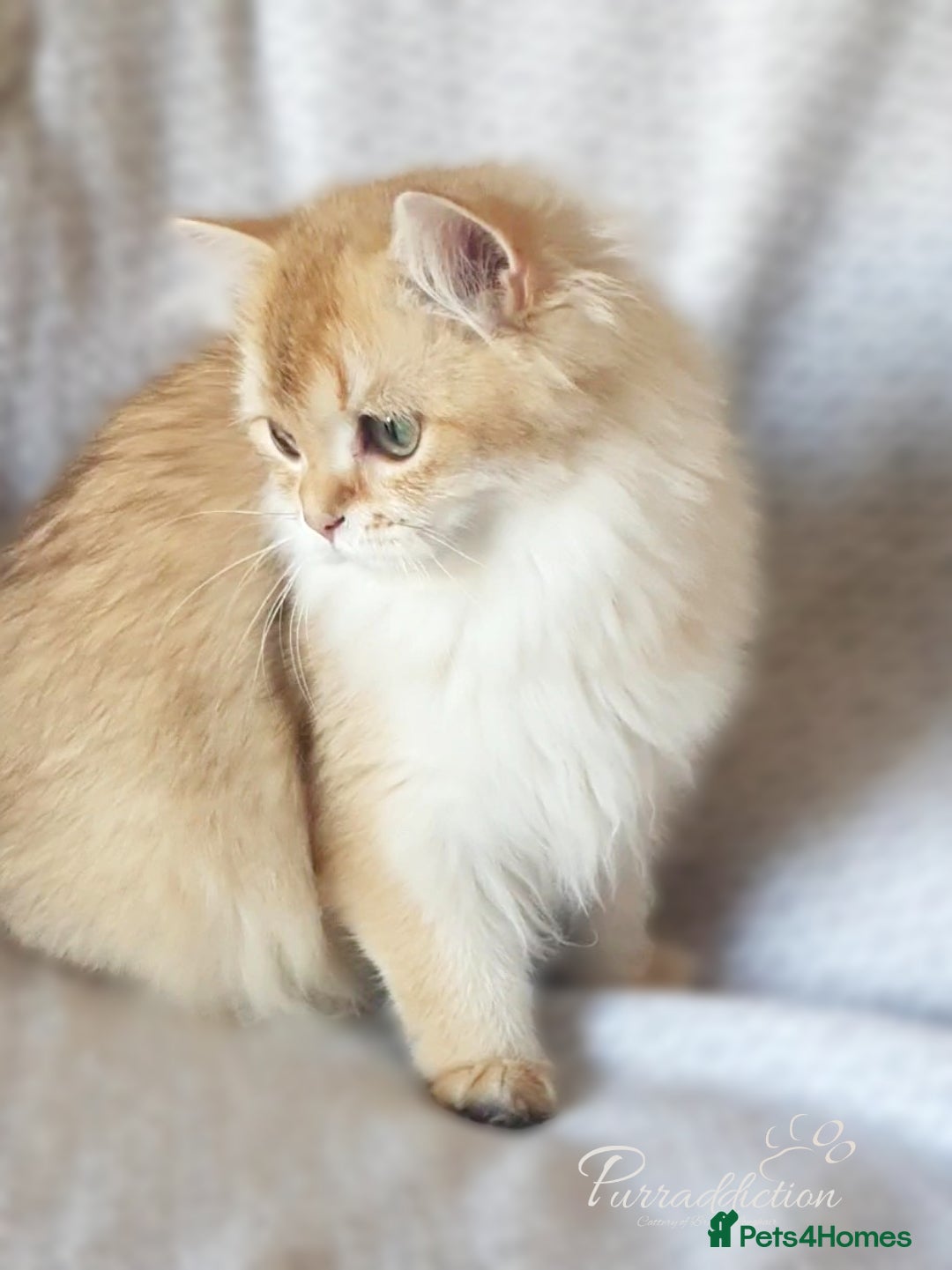 British Longhair cats for sale: Chocolate Golden British Longhair kitten - Image 4