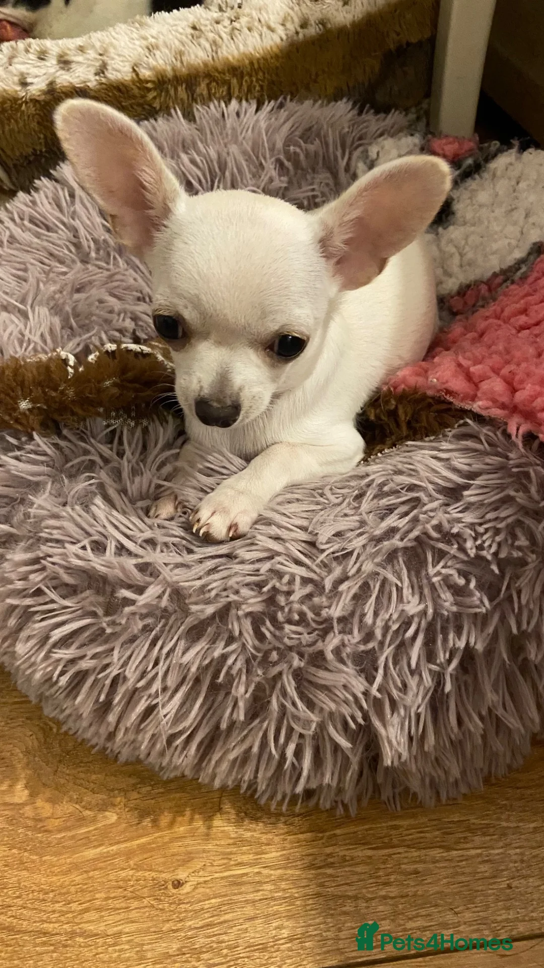 Chihuahua dogs for sale: Chihuahua puppy female  - Advert 1