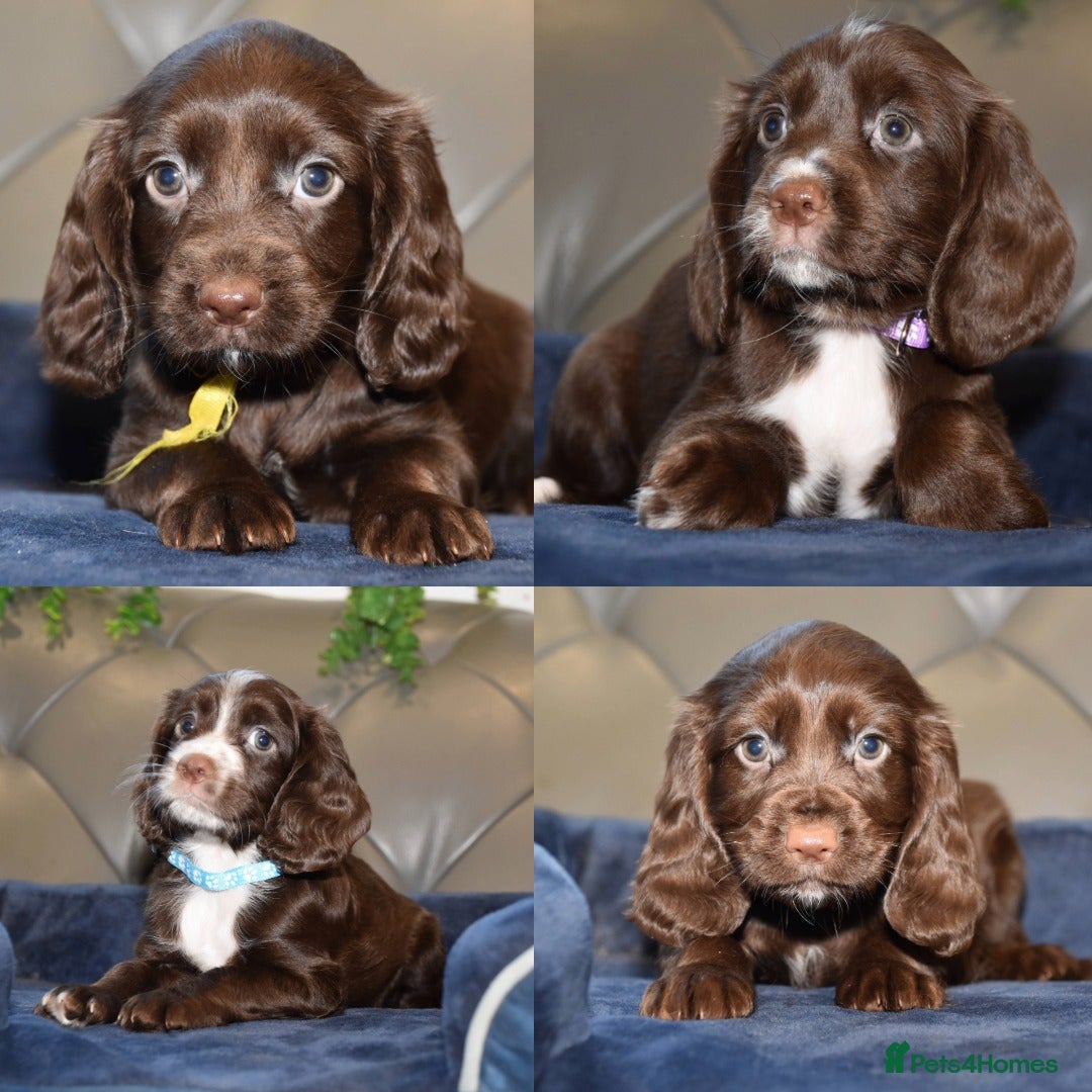 Cocker Spaniel dogs for sale: Kc Reg Health Tested Cocker Spaniel Puppies - Advert 1