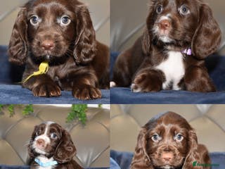 Cocker Spaniel dogs Kc Reg Health Tested Cocker Spaniel Puppies - Advert 5