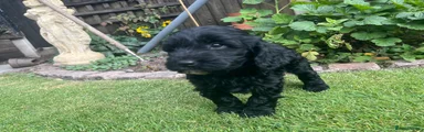 Cockapoo 3