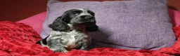Cocker Spaniel dogs for sale: Health tested parents, Stunning little cherubs - Advert 28