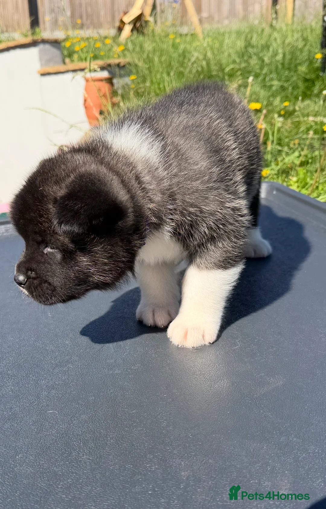Akita dogs for sale: American Akita  in Bath - Advert 5