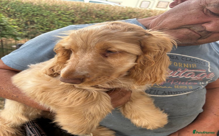 Cocker Spaniel dogs in Doncaster - Advert 2