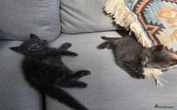 Mixed Breed cats for sale: Kittens  - Image 6