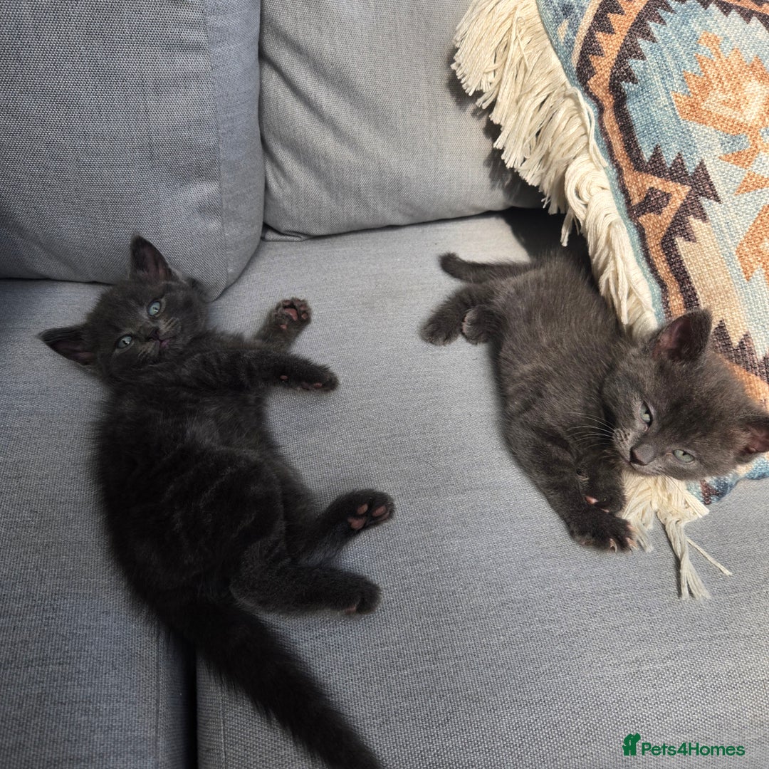 Mixed Breed cats for sale: Kittens  - Image 6