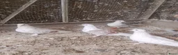 Pigeons birds for sale: Pigeon for sale - Advert 14