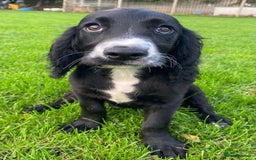 Cocker Spaniel dogs for sale: Playful Cocker Girl, Ziggie, HEALTH TESTED PARENTS - Image 2