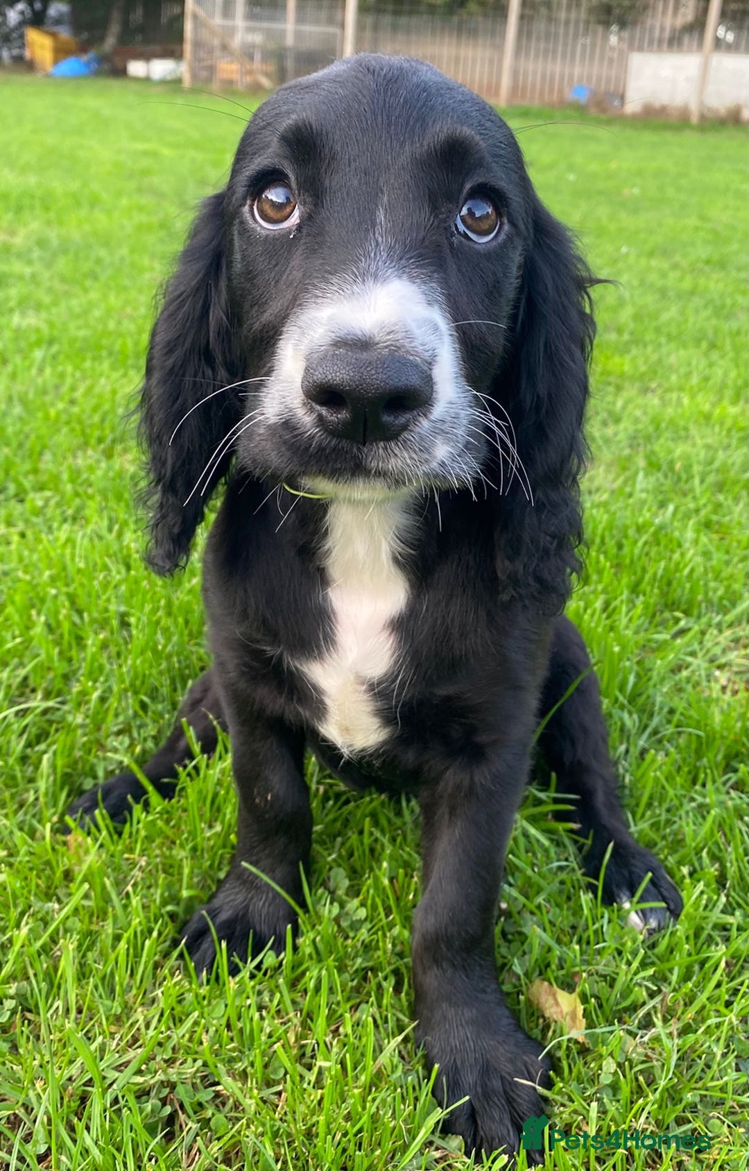 Cocker Spaniel dogs for sale: Playful Cocker Girl, Ziggie, HEALTH TESTED PARENTS - Image 2