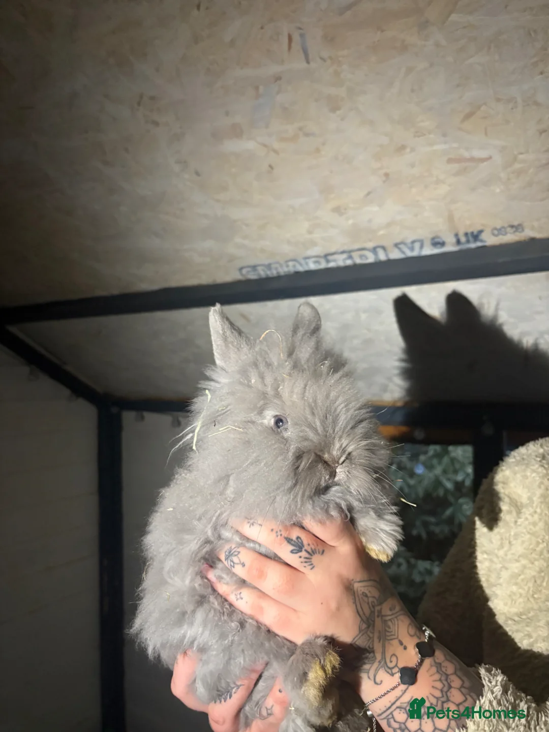 Lionhead rabbits for sale: 2 lionhead girls  - Advert 2