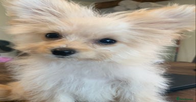Pomapoo dogs - Advert 1