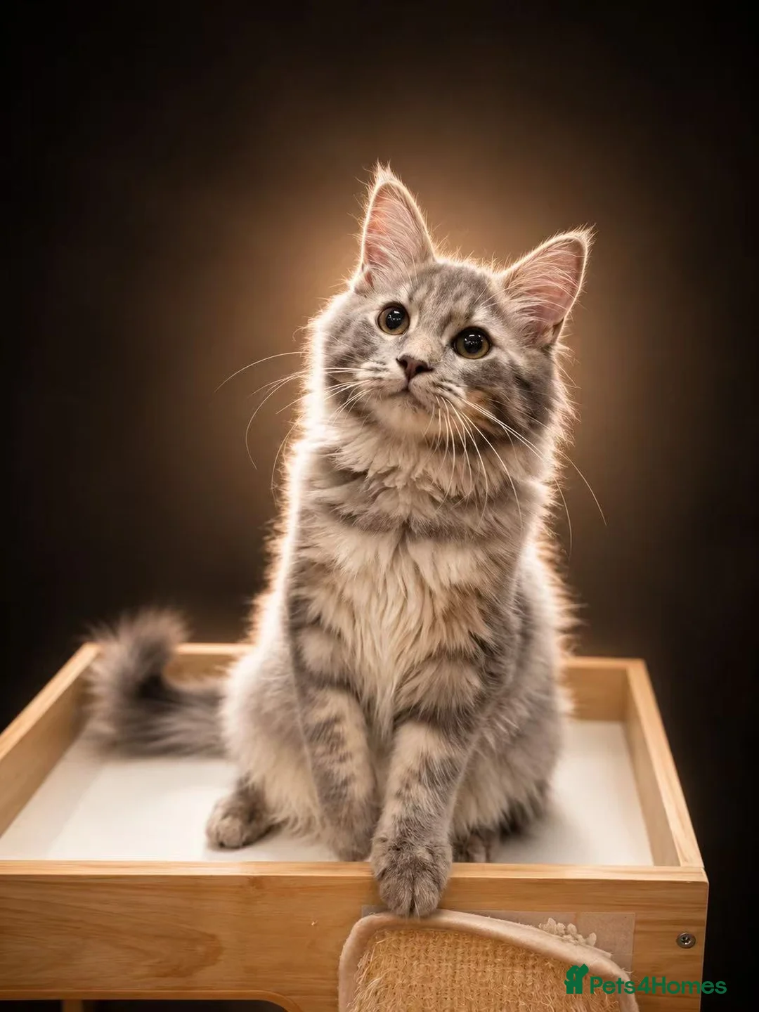 Maine Coon cats for sale: Maine coon girl finding forever home - Advert 2