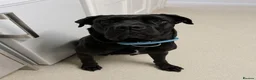 Mixed Breed dogs for sale: Cane Corso x Dobermann puppies expected. in Colchester - Advert 2