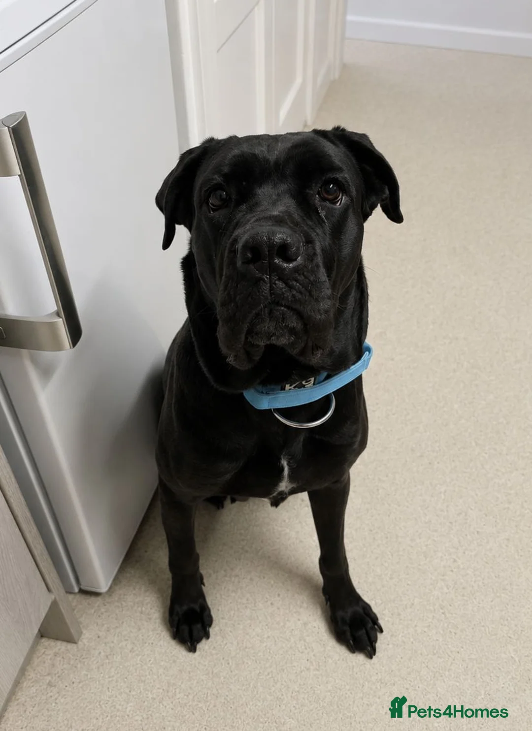Mixed Breed dogs for sale: Cane Corso x Dobermann puppies expected. in Colchester - Advert 2