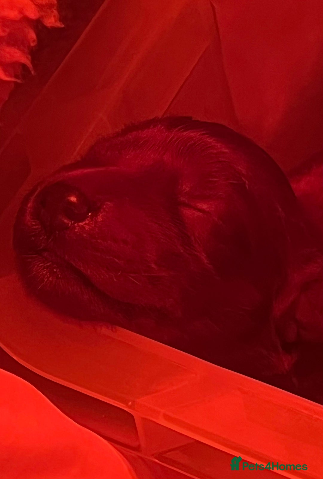 Irish Setter dogs for sale: Quality Irish setter puppies KC Registered - Advert 6