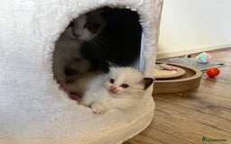 Ragdoll cats for sale: 🎀Beautiful Ragdoll kittens (TICA reg)🎀 - Image 21