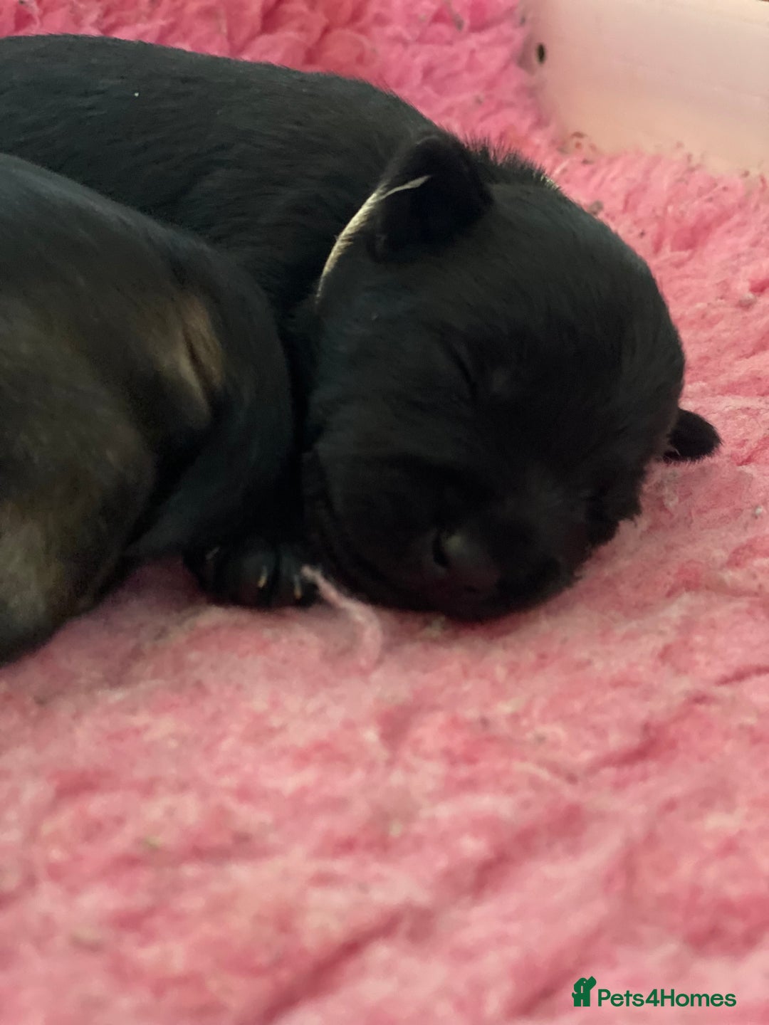 Miniature Schnauzer dogs for sale: 5*KC MINIATURE SCHNAUZER PUPPIES  - Advert 10