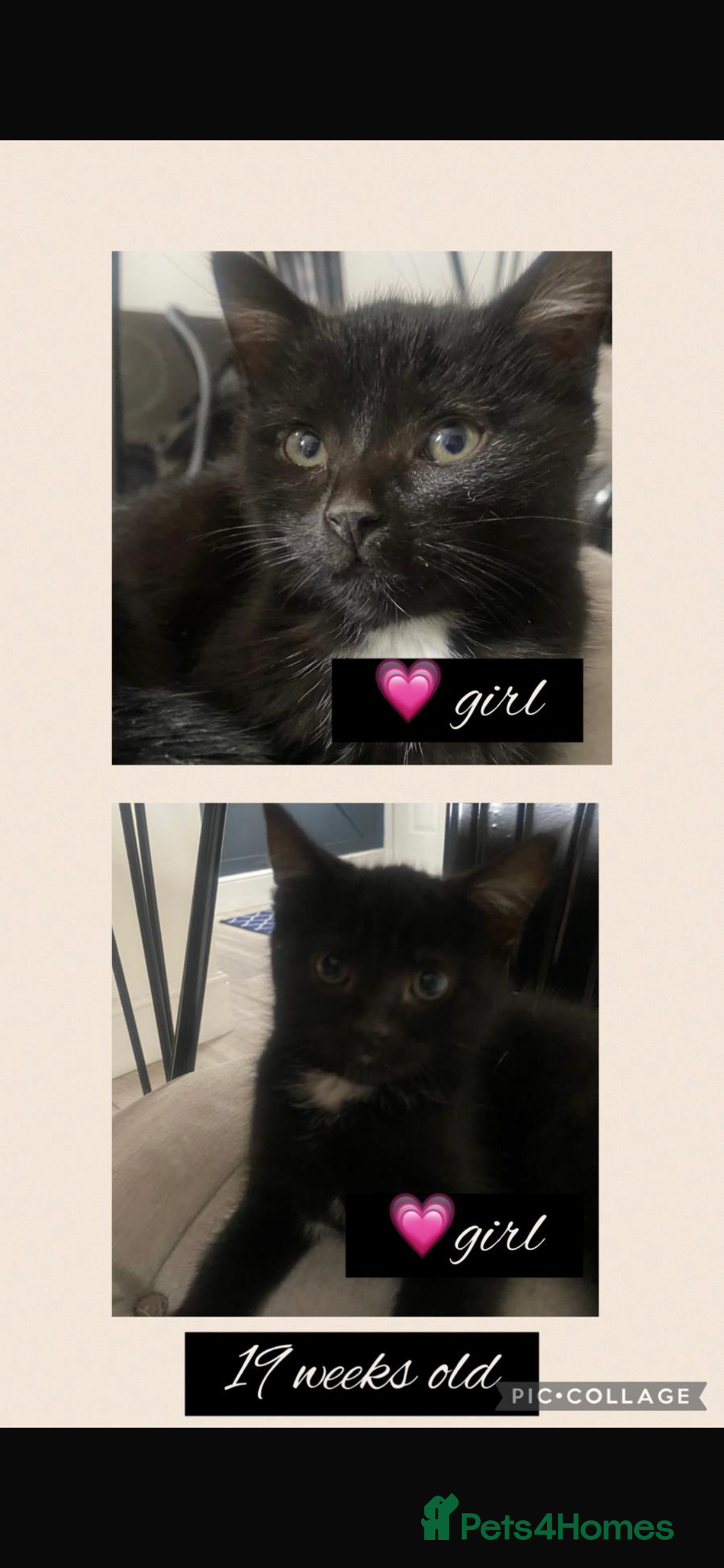 Mixed Breed cats for sale: 4 kittens for sale - Advert 2