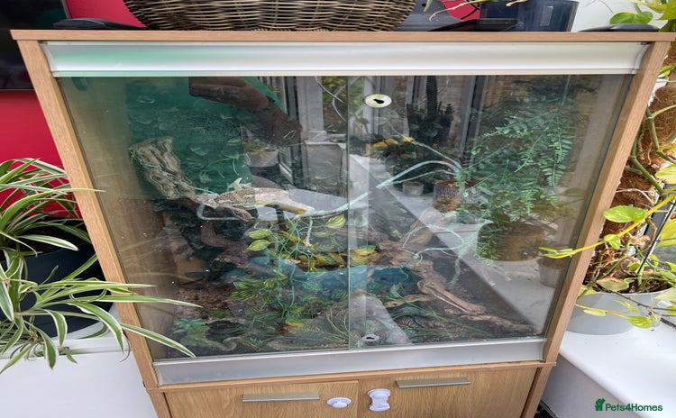 Chameleon reptiles - Advert 1