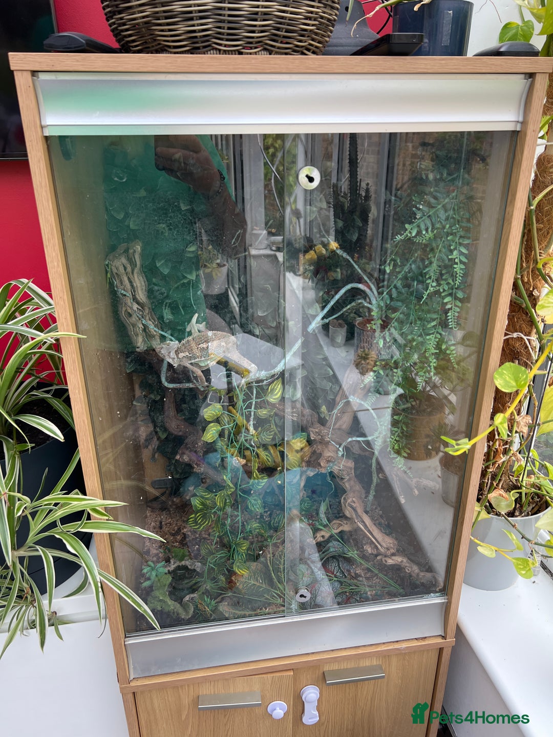 Chameleon reptiles for sale: Chameleon with setup for sale - Image 1